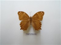 藏品(長紋黛眼蝶)的圖片